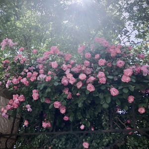 四十岁少妇尻屄
