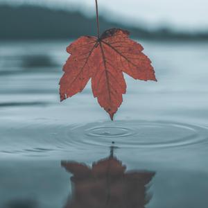 香蕉精品免费看
